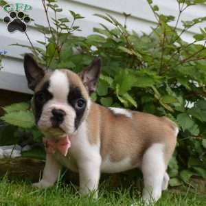 LadyBug, French Bulldog Mix Puppy
